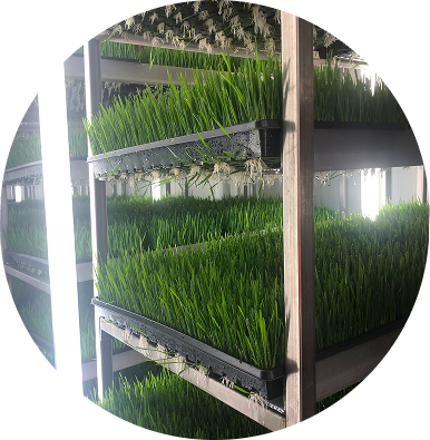 Hydroponic Farming